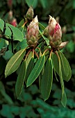 RHODODENDRON BUDS,  KING GEORGE