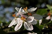 HOVER FLY ON APPLE BLOSSOM