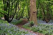 BLUEBELL WOOD, HYACINTHOIDES NON-SCRIPTUS