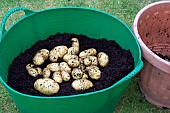 POTATOES, CHARLOTTE, GROWN IN CONTAINER, HARVESTING (3 OF 4)