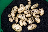 POTATOES, CHARLOTTE, GROWN IN CONTAINER, HARVESTING (4 OF 4)