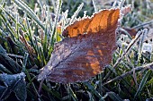 FROSTED LEAF ON GRASS