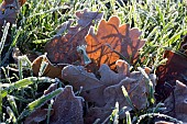 FROSTED OAK LEAVES ON GRASS