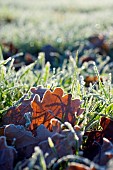 FROSTED OAK LEAVES ON GRASS
