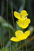 MECONOPSIS CAMBRICA, WELSH POPPY