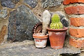 CACTI IN POTS OUTSIDE IN CORNWALL