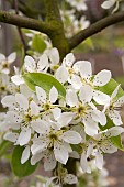 WARDEN PEAR BLOSSOM, PYRUS COMMUNIS AT COPPED HALL, ESSEX