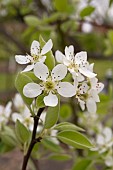 WARDEN PEAR BLOSSOM, PYRUS COMMUNIS AT COPPED HALL, ESSEX
