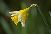 DAFFODIL, NARCISSUS AT WARLEY PLACE IN RAIN