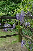 WISTERIA AT COPPED HALL, ESSEX