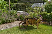GARDEN VIEW, PLANTED WHEELBARROW, NGS OPEN DAY, HATCH ROAD, BRENTWOOD, ESSEX