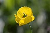 MELONOPSIS CAMBRICA, WELSH POPPY