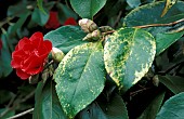 CAMELLIA LEAVES SHOWING SIGNS OF CHLOROSIS
