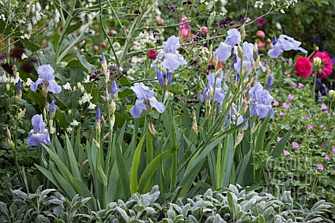 IRIS_JANE_PHILLIPS_WITH_STACHYS_BYZANTINA_CHRIS_BEARDSHAW_WORMCAST_GARDEN___GROWING_FOR_LIFE_AT_BOVE