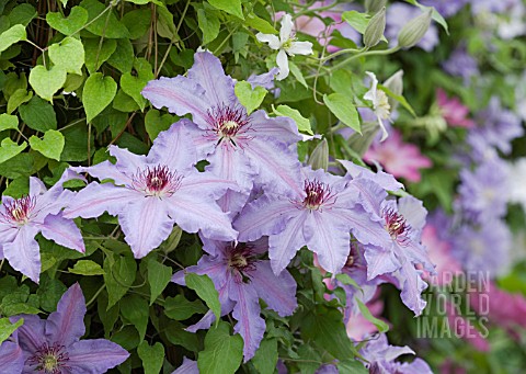 CLEMATIS_THE_FIRST_LADY