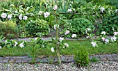 MALUS DOMESTICA LORD DERBY APPLE,   PLANTED AS ESPALIER