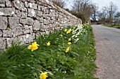 NARCISSUS AGAINST STONE WALL