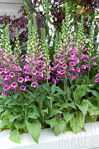 http://www.gardenworldimages.com/ImageThumbs/AJ125605/3/AJ125605_DIGITALIS_CAMELOT_ROSE_F1_.jpg