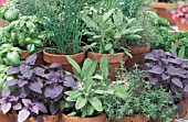 HERB CONTAINERS WITH; BASIL, CHIVES, SAGE & THYME