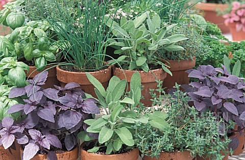 HERB_CONTAINERS_WITH_BASIL_CHIVES_SAGE__THYME