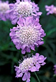 SCABIOSA COLUMBARIA BUTTERFLY BLUE, (Perennial Plant of the Year 2000)