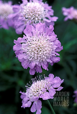 SCABIOSA_COLUMBARIA_BUTTERFLY_BLUE_Perennial_Plant_of_the_Year_2000