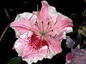 RHODODENDRON CONVERSATION PIECE,  PINK, FLOWERS, WHITE, CLOSE UP