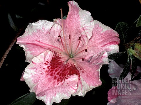 RHODODENDRON_CONVERSATION_PIECE__PINK_FLOWERS_WHITE_CLOSE_UP