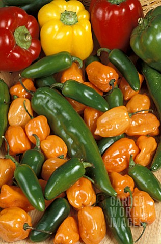 MIXED_CAPSICUM_MIXED_PEPPERS