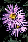 ASTER FRIKARTII MONCH,  BLUE, FLOWERS, CLOSE UP