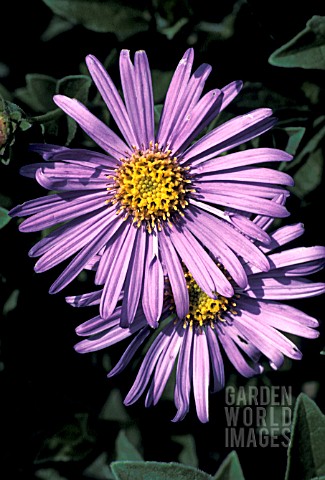 ASTER_FRIKARTII_MONCH__BLUE_FLOWERS_CLOSE_UP