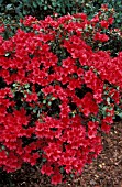RHODODENDRON HINO CRIMSON,  RED, FLOWERS, WHOLE, PLANT
