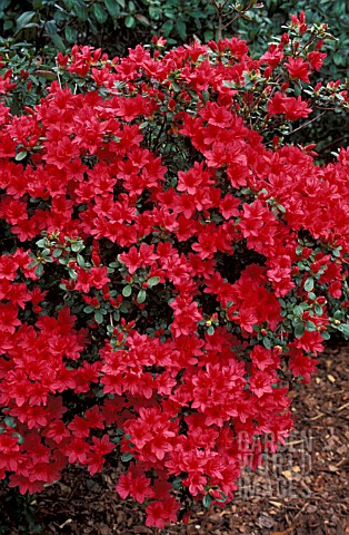 RHODODENDRON_HINO_CRIMSON__RED_FLOWERS_WHOLE_PLANT