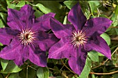 CLEMATIS,  THE PRESIDENT