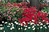 RHODODENDRON AZALEA,  MIXED, COLOURS, FLOWERS, WHOLE, PLANT