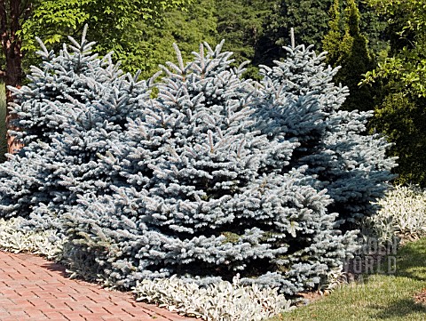PICEA_PUNGENS_MONTGOMERY