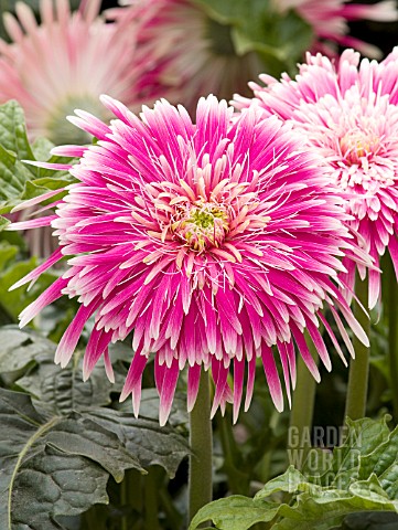 GERBERA_GIANT_SPINNERS_PINK_AND_WHITE