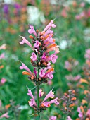 AGASTACHE ACAPULCO SALMON AND PINK