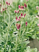 ANTENNARIA RED