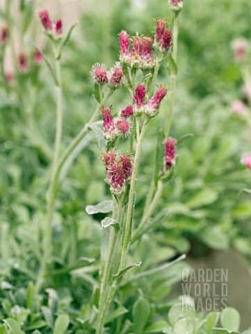 ANTENNARIA_RED