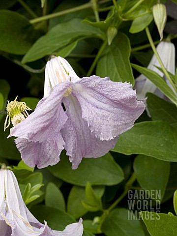 CLEMATIS_VITICELLA_BETTY_CORNING