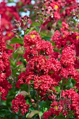 LAGERSTROEMIA_RED_ROCKET