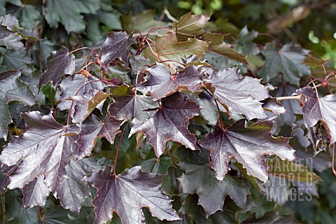 ACER_PLATANOIDES_ROYAL_RED_LEAVES