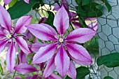 CLEMATIS EVIFIVE LIBERATION