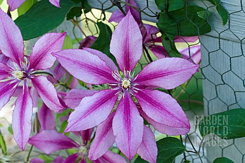 CLEMATIS_EVIFIVE_LIBERATION