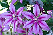 CLEMATIS EVIFIVE LIBERATION