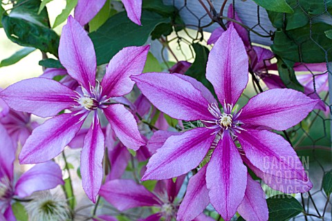 CLEMATIS_EVIFIVE_LIBERATION