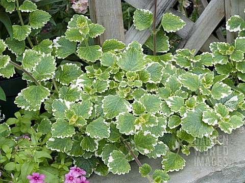 PLECTRANTHUS_COLEOIDES_GREEN_AND_WHITE
