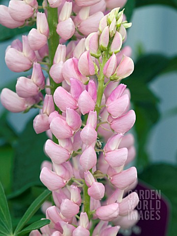 LUPINUS_POLYPHYLLUS_CAMELOT_ROSE