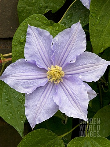CLEMATIS_WILL_GOODWIN